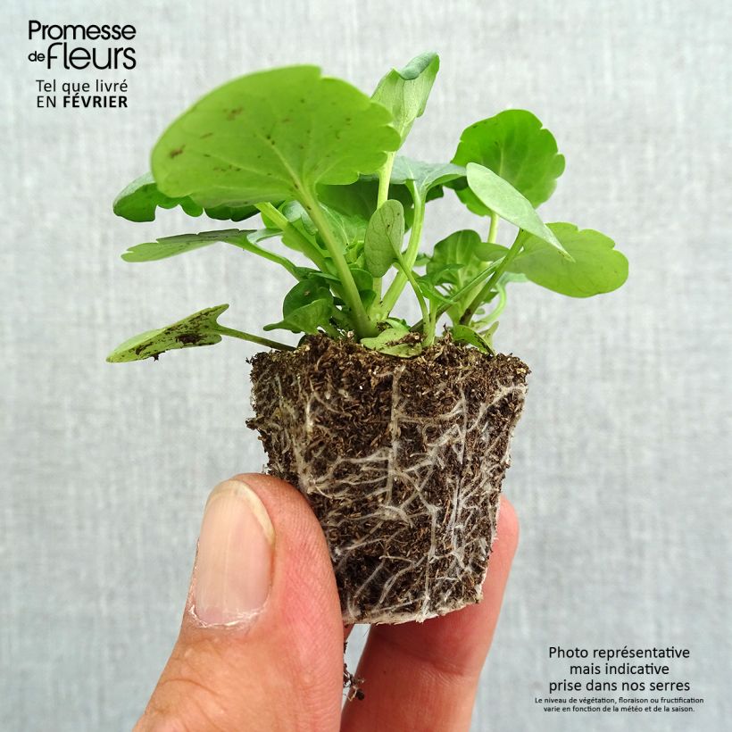 Spécimen de Pensée Carrera Blue With Blotch Mini-motte Jardimotte : motte 3,8 cm x 3,2 cm en plaque de culture par 16, Plant vert de 5 cm de haut environ tel que livré en automne