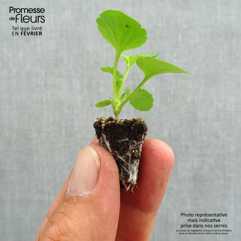 Example of Pensée Carrera Pink Shades Mini-motte Minimotte : motte 2,2 cm x 2 cm en plaque de culture par 35, Plant vert de 3 cm de haut environ as you get in automne