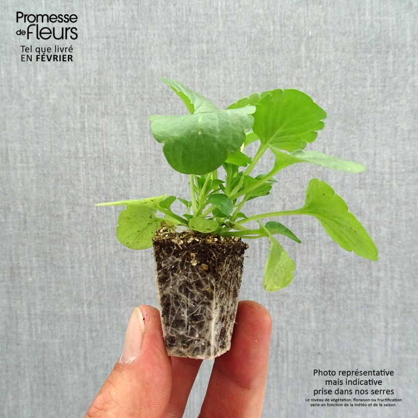 Example of Pensée Carrera Pink Shades Mini-motte Jardimotte : motte 3,8 cm x 3,2 cm en plaque de culture par 16, Plant vert de 5 cm de haut environ as you get in automne