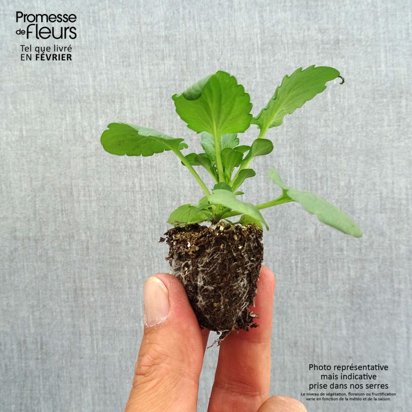 Spécimen de Pensée Carrera Rose Blotch Mini-motte Jardimotte : motte 3,8 cm x 3,2 cm en plaque de culture par 16, Plant vert de 5 cm de haut environ tel que livré en automne