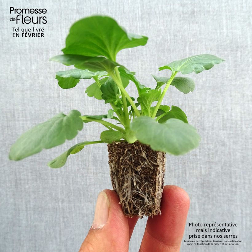 Example of Pensée Carrera White  Jardimotte : motte 3,8 cm x 3,2 cm en plaque de culture par 16, Plant vert de 5 cm de haut environ as you get in automne