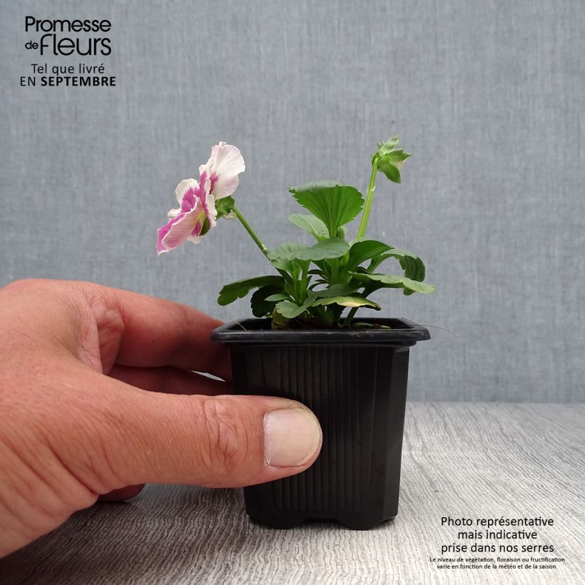 Spécimen de Pensée Carrera White Rose Blotch Mini-motte Godet de 7/8 cm tel que livré en automne