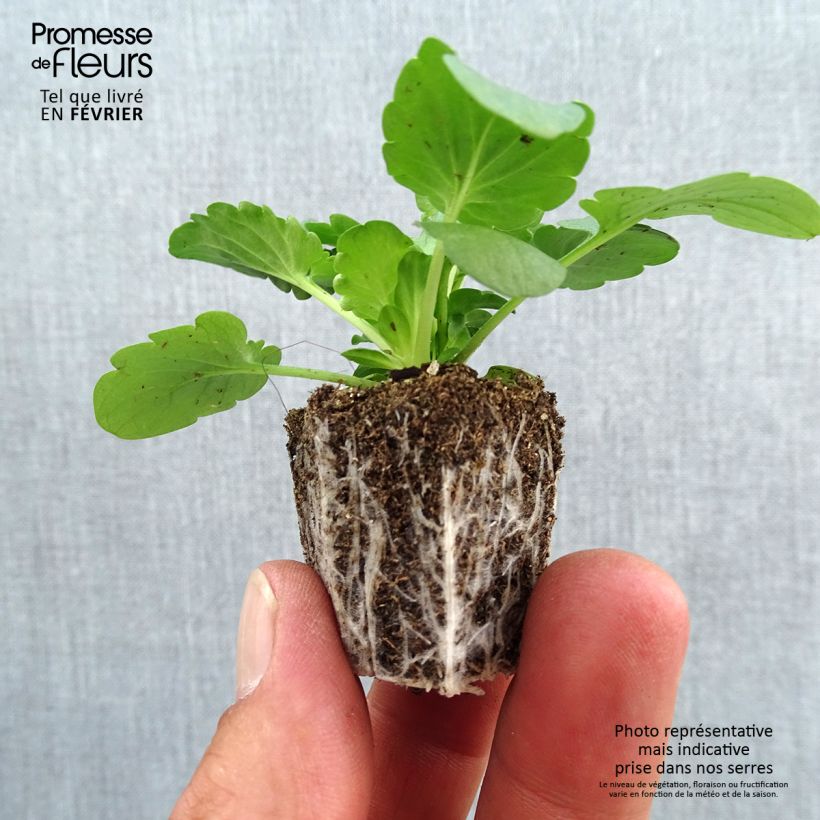 Spécimen de Pensée Félix en mélange Mini-motte Jardimotte : motte 3,8 cm x 3,2 cm en plaque de culture par 16, Plant vert de 5 cm de haut environ tel que livré en automne