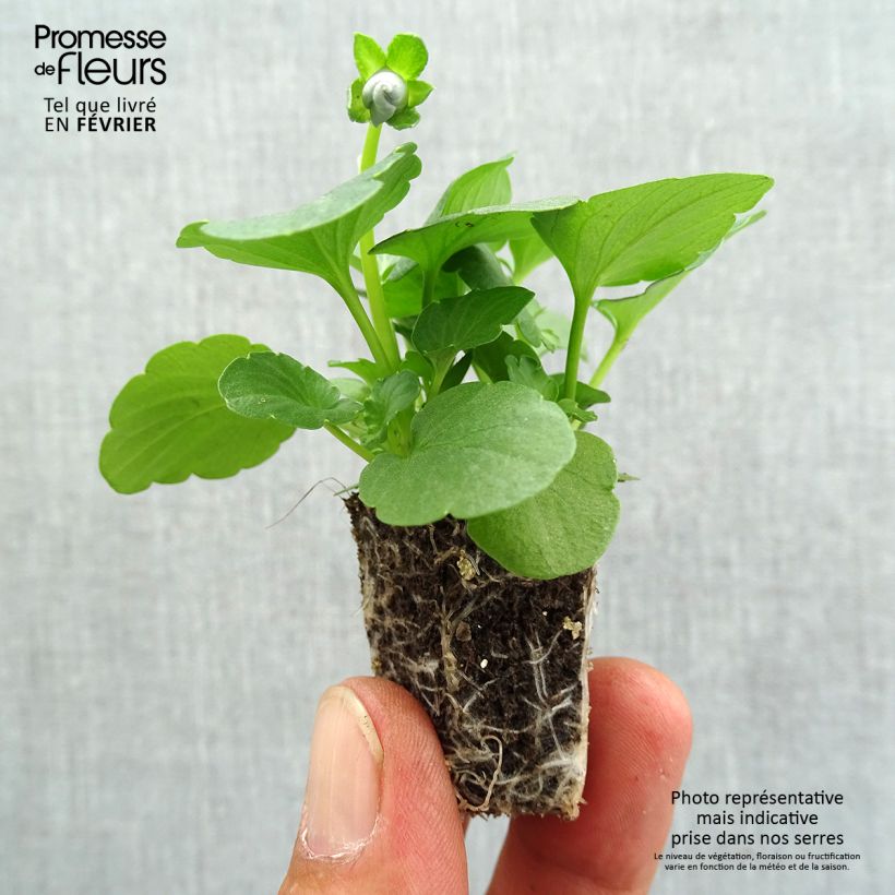 Spécimen de Pensée Inspire Silver Blue miini-motte - Mottes de 3,8 x 3,2 cm en plaque de culture par 16 - Viola (x) witrockiana / Viola Carrera Azure Jardimotte : motte 3,8 cm x 3,2 cm en plaque de culture par 16, Plant vert de 3 cm de haut environ tel que livré en automne