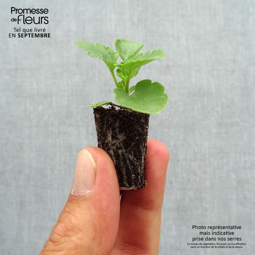 Spécimen de Pensée Matrix Deep Blue Blotch Mini-motte Mini-motte Ø 1,5/2,5 cm tel que livré en automne