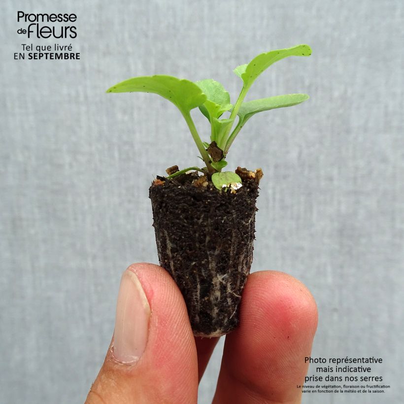 Spécimen de Pensée Matrix Lemon Clear Mini-motte Ø 1,5/2,5 cm, Plant vert de 3 à 5 cm de haut environ tel que livré en automne