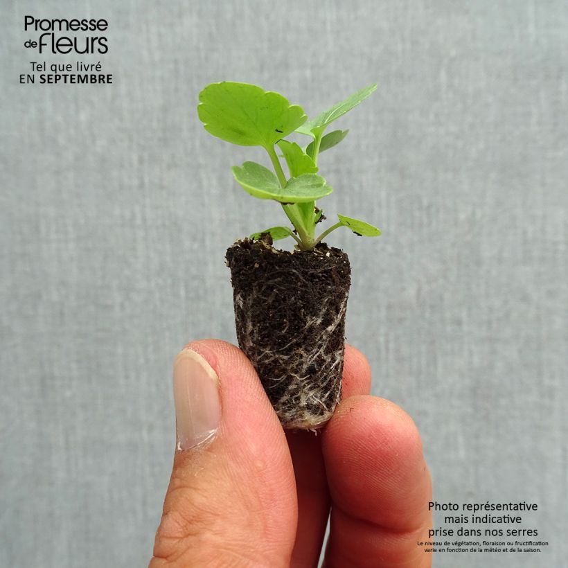 Spécimen de Pensée Matrix Solar Flare Mini-motte Mini-motte Ø 1,5/2,5 cm, Plant vert de 3 à 5 cm de haut environ tel que livré en automne