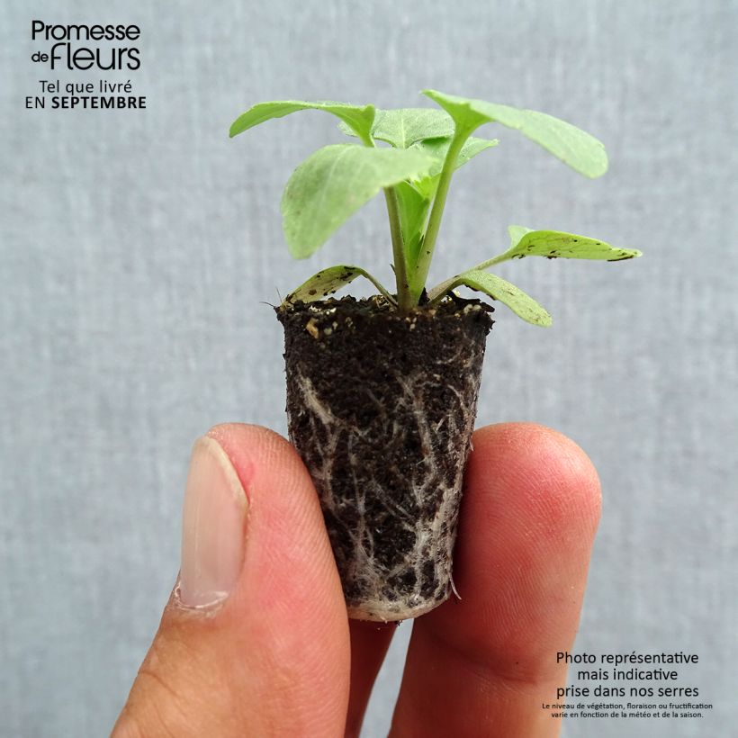 Spécimen de Pensée Matrix White  Mini-motte Ø 1,5/2,5 cm, Plant vert de 3 à 5 cm de haut environ tel que livré en automne