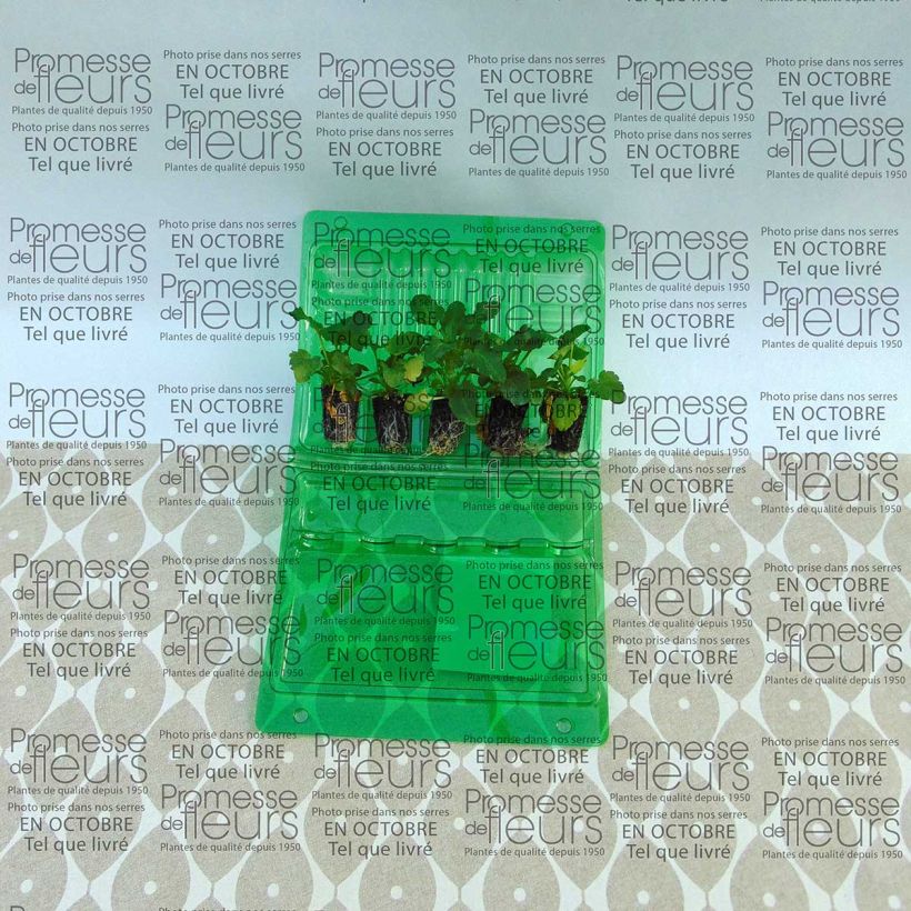 Exemple de spécimen de Pensée à Fleurs Moyennes Mariposa Peach Shades Mini-motte Mini-motte Ø 1,5/2,5 cm, Plant vert de 3 à 5 cm de haut environ tel que livré