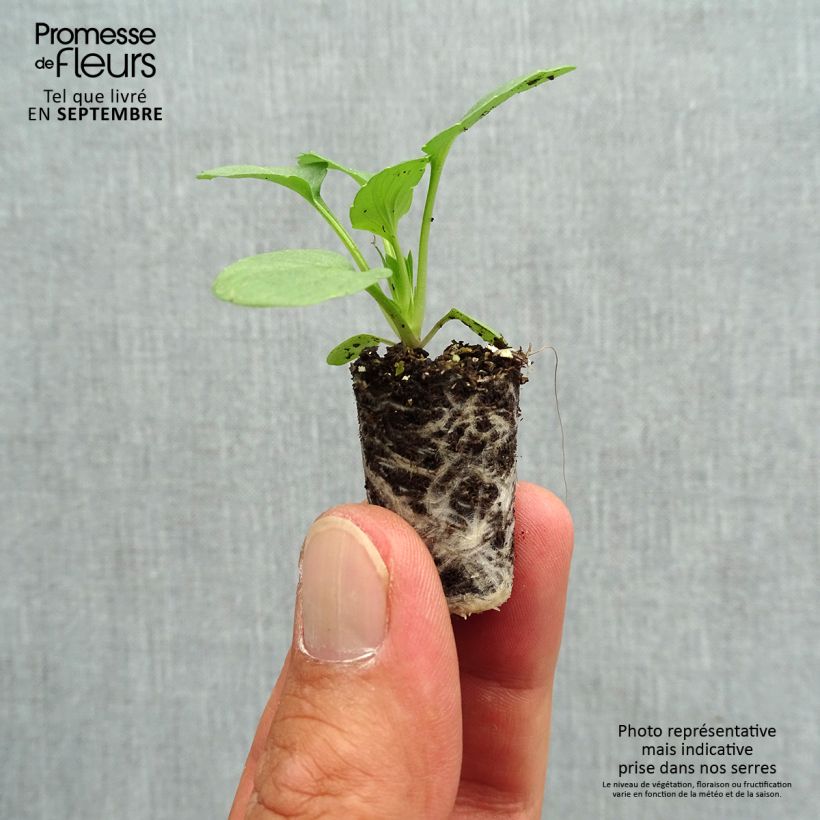 Spécimen de Pensée à Fleurs Moyennes Matrix Sangria F1 Mini-motte - Viola hybrida Mini-motte Ø 1,5/2,5 cm, Plant vert de 3 à 5 cm de haut environ tel que livré en automne