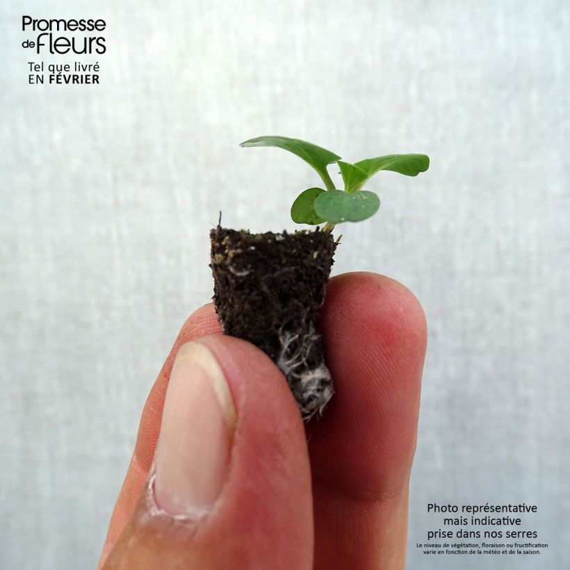 Spécimen de Pensée à Fleurs Moyennes Prim up Blue Yellow Splash - Viola wittrockiana Mini-motte Ø 1,5/2,5 cm tel que livré en automne