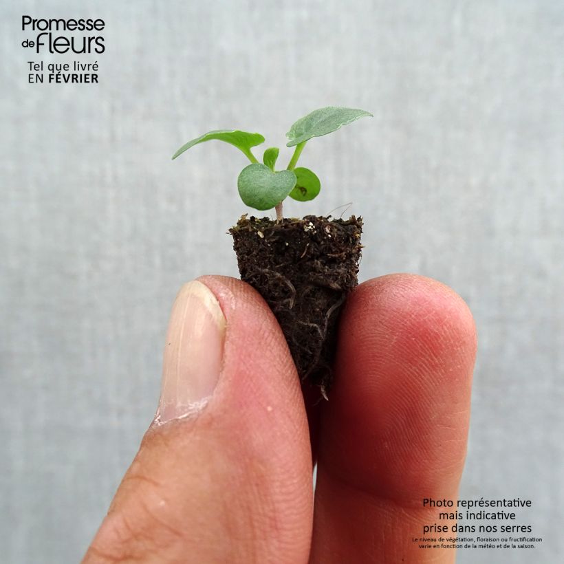 Spécimen de Pensée à Fleurs Moyennes Prim up Red Yellow Mini-motte Ø 1,5/2,5 cm, Plant vert de 5 cm de haut environ tel que livré en automne