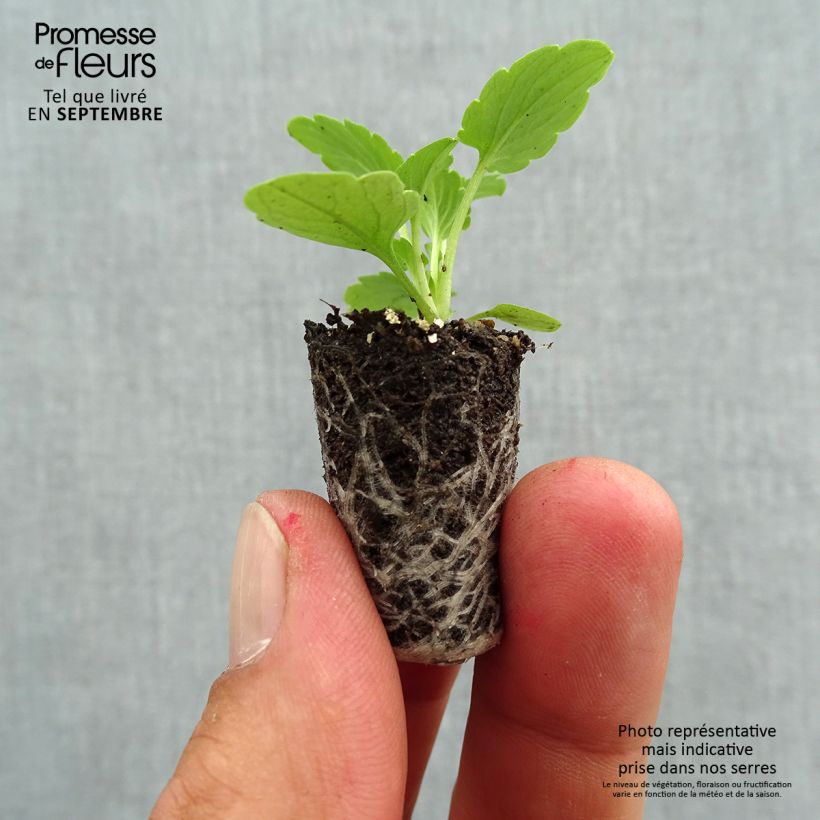 Spécimen de Pensée à Fleurs Moyennes Ultima Radiance Pink F1 Mini-motte Mini-motte Ø 1,5/2,5 cm, Plant vert de 3 à 5 cm de haut environ tel que livré en automne