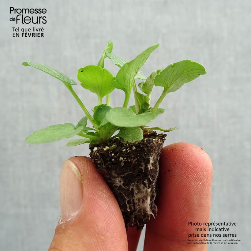 Spécimen de Pensée à Fleurs Moyennes Ultima Radiance Red Mini-motte Minimotte : motte 2,2 cm x 2 cm en plaque de culture par 35, Plant vert de 3 cm de haut environ tel que livré en automne