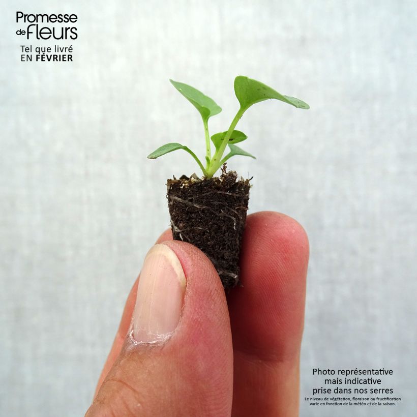 Spécimen de Pensée à Fleurs moyennes Prim Up Yellow Red Blotch - Viola wittrockiana Mini-motte Ø 1,5/2,5 cm tel que livré en automne