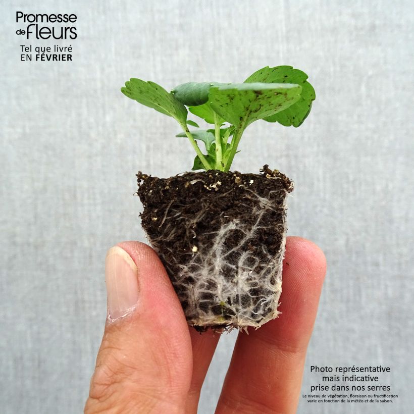 Spécimen de Pensée à Grandes Fleurs Prim Up Yellow Red Blotch Mini-motte - Mottes de 3,8 x 3,2 cm en plaque de culture par 16 Jardimotte : motte 3,8 cm x 3,2 cm en plaque de culture par 16, Plant vert de 5 cm de haut environ tel que livré en automne