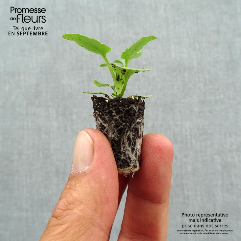 Spécimen de Pensée à fleurs moyennes Ultima Radiance en mélange Mini-motte Mini-motte Ø 1,5/2,5 cm, Plant vert de 3 à 5 cm de haut environ tel que livré en automne