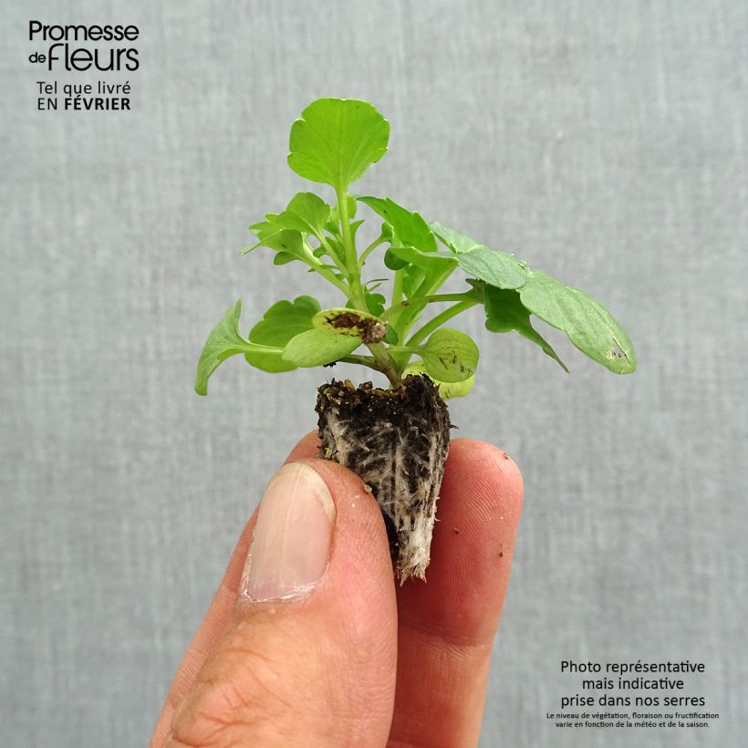 Spécimen de Pensée à fleurs ondulées Farandole en mélange Mini-motte  Minimotte : motte 2,2 cm x 2 cm en plaque de culture par 35, Plant vert de 3 cm de haut environ tel que livré en automne