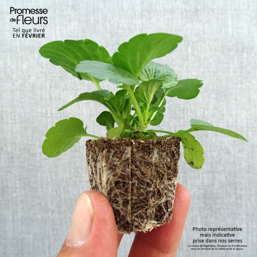 Spécimen de Pensée à grandes fleurs Carrera Lemon Jardimotte : motte 3,8 cm x 3,2 cm en plaque de culture par 16, Plant vert de 5 cm de haut environ tel que livré en automne
