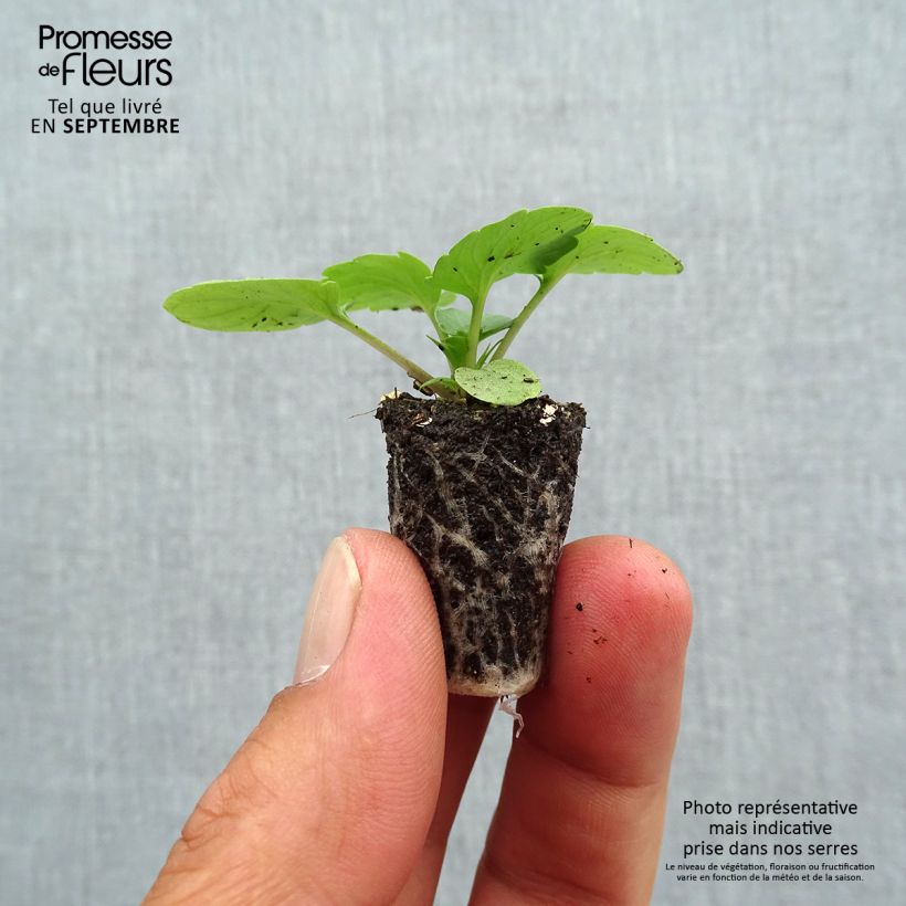 Spécimen de Pensée à très grandes fleurs EVO BIG en mélange Mini-motte - Viola wittrockiana Mini-motte Ø 1,5/2,5 cm, Plant vert de 3 à 5 cm de haut environ tel que livré en automne