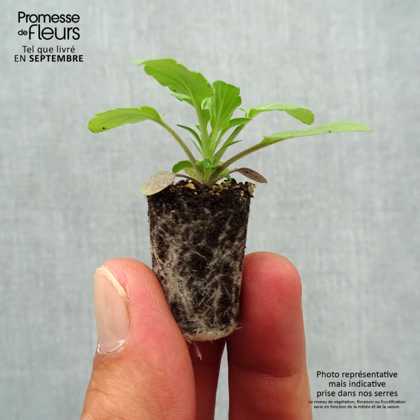 Spécimen de Pensée retombante Cool Wave® Blue Skies Mini-motte - Viola wittrockiana  Mini-motte Ø 1,5/2,5 cm, Plant vert de 3 à 5 cm de haut environ tel que livré en automne