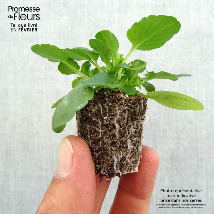 Example of Pensée retombante Cool Wave Yellow mini-mottes Jardimotte : motte 3,8 cm x 3,2 cm en plaque de culture par 16, Plant vert de 5 cm de haut environ as you get in automne