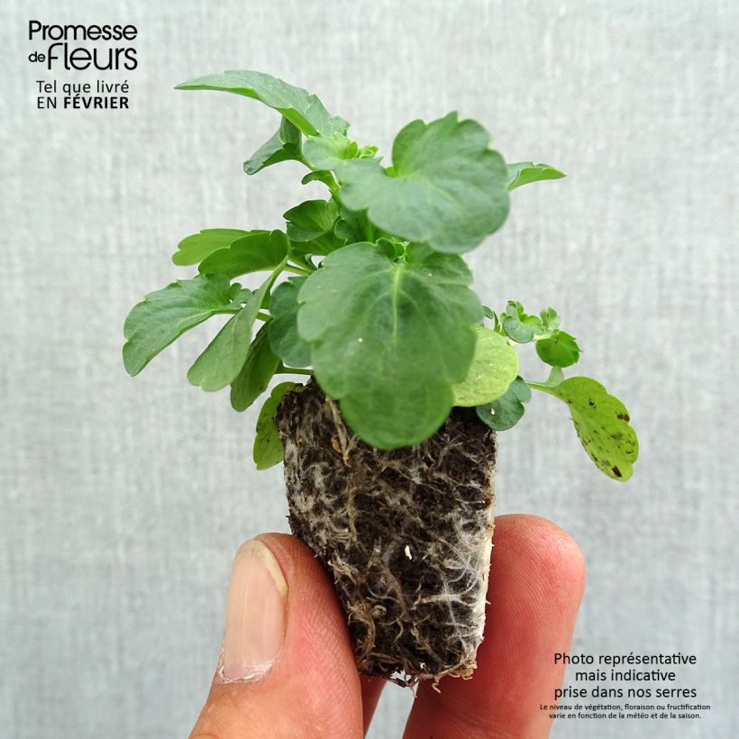 Spécimen de Pensée retombante STRAWBERRY SWIRL Mini-motte Jardimotte : motte 3,8 cm x 3,2 cm en plaque de culture par 16, Plant vert de 5 cm de haut environ tel que livré en automne