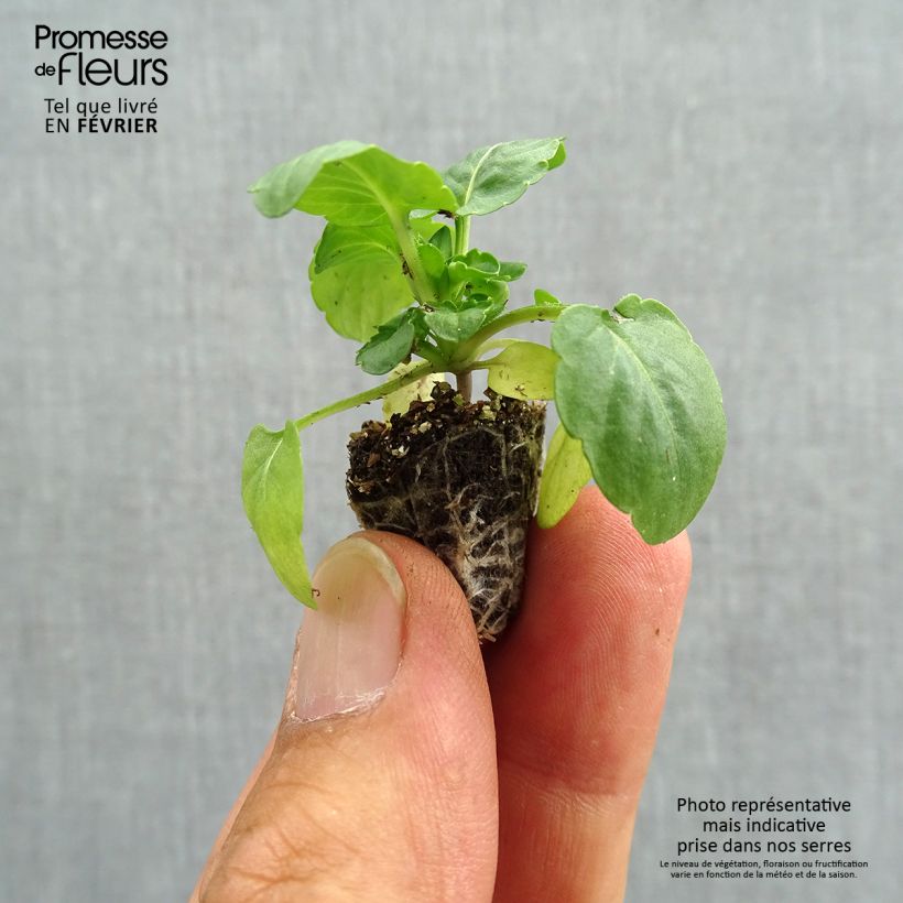 Spécimen de Pensée retombante Cool Wave White Mini-motte Minimotte : motte 2,2 cm x 2 cm en plaque de culture par 35, Plant vert de 3 cm de haut environ tel que livré en automne