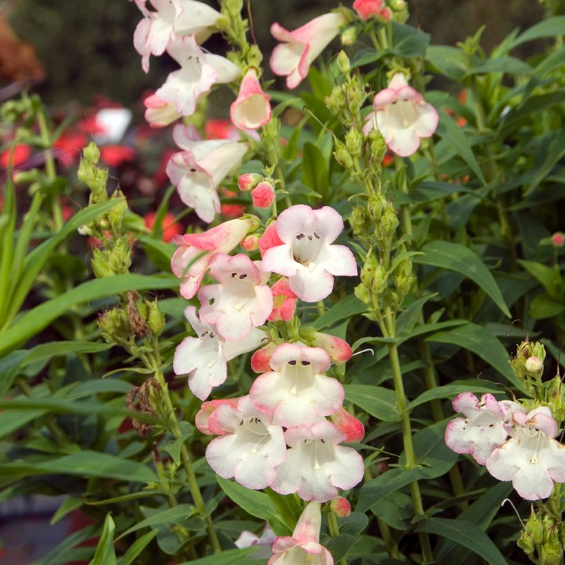 Penstemon Apple Blossom - Galane (Floraison)