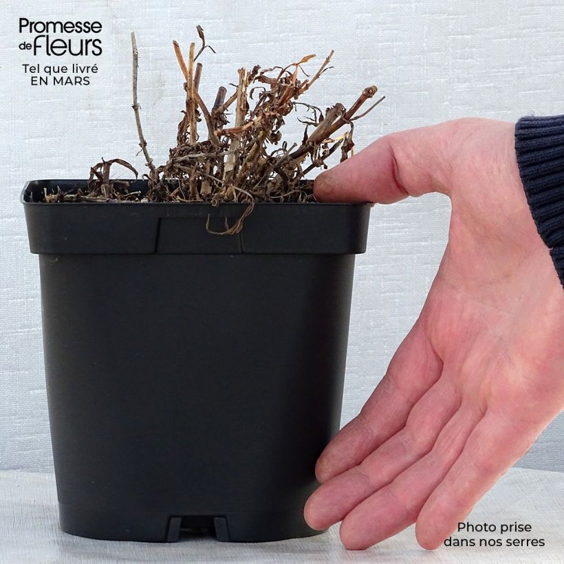 Spécimen de Penstemon Apple Blossom - Galane Pot de 2L/3L tel que livré au printemps