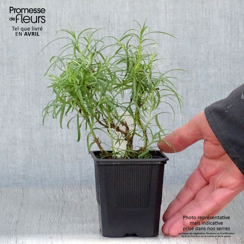 Spécimen de Penstemon Evelyn - Galane Godet de 8/9 cm tel que livré au printemps