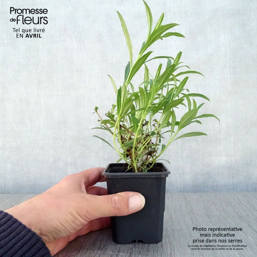 Spécimen de Penstemon Hewell Pink Bedder - Galane Godet de 8/9 cm tel que livré au printemps