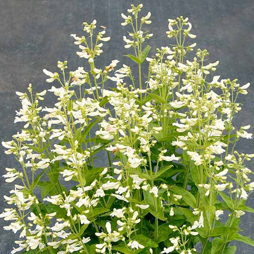 Penstemon Nova Pearl - Galane (Floraison)