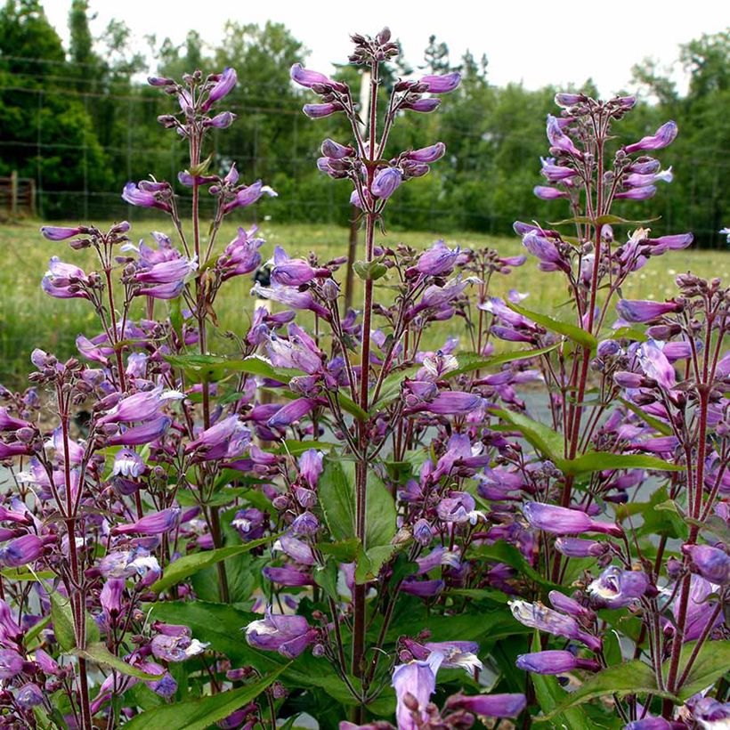 Penstemon Nova Twilight - Galane (Floraison)