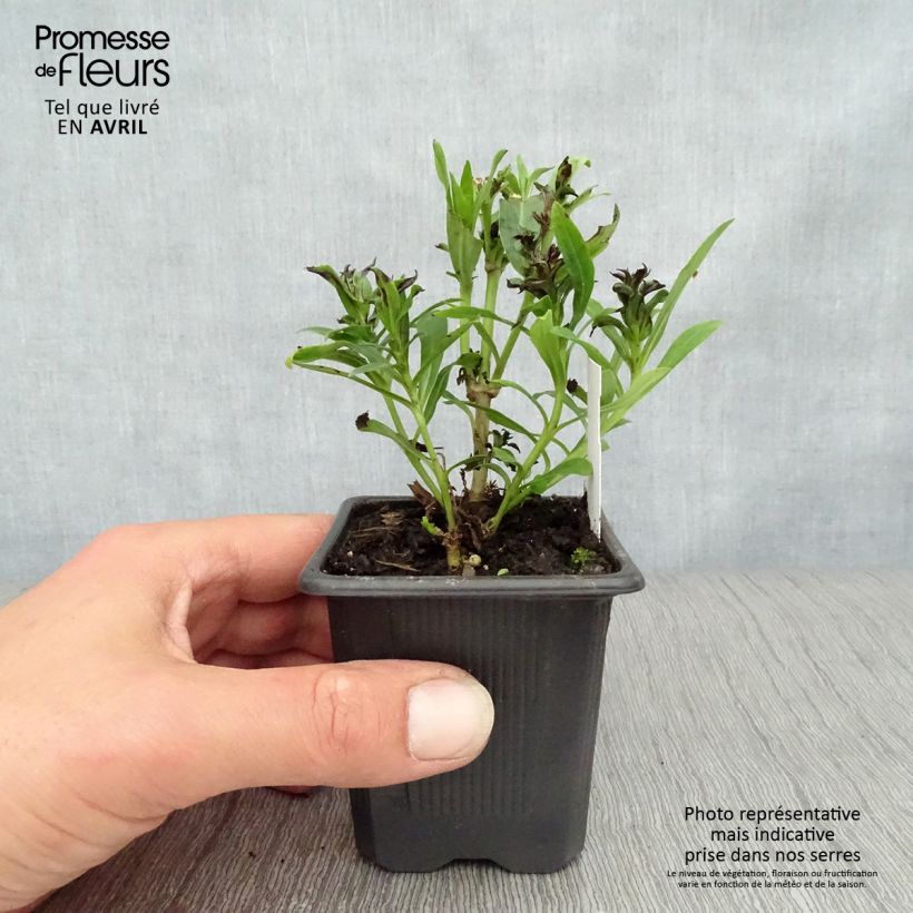 Spécimen de Penstemon Pensham Laura - Galane Godet de 8/9 cm tel que livré au printemps