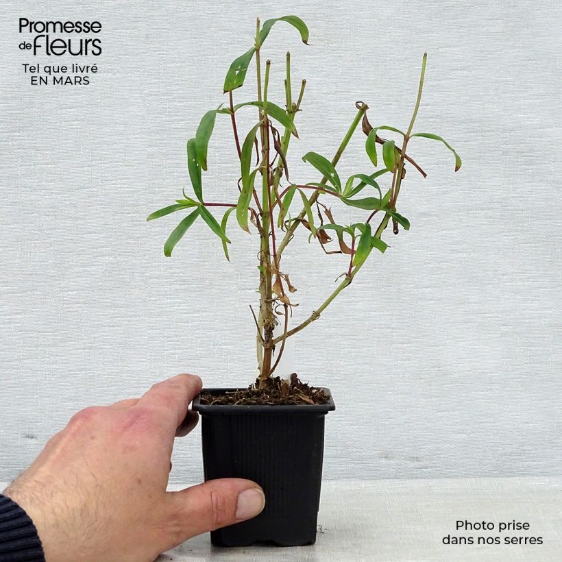 Spécimen de Penstemon Souvenir d'Adrien Régnier - Galane Godet de 8/9 cm tel que livré au printemps