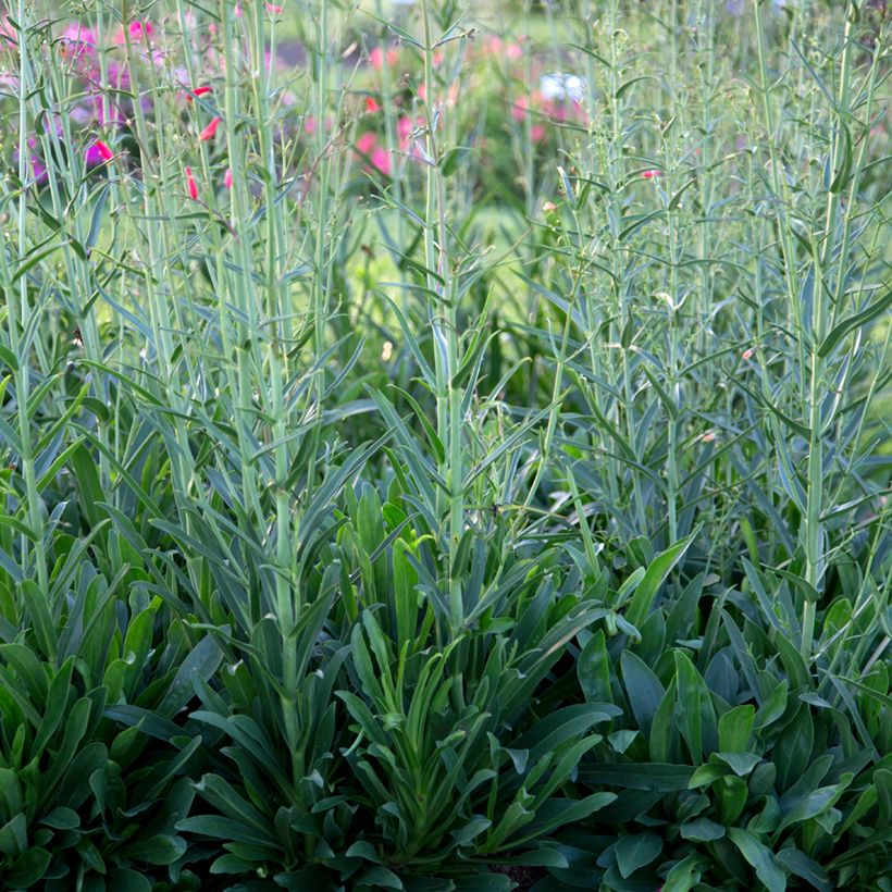 Penstemon barbatus Coccineus - Galane (Feuillage)