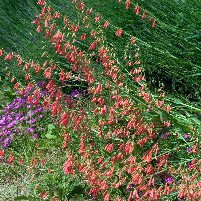 Penstemon barbatus Coccineus - Galane (Port)