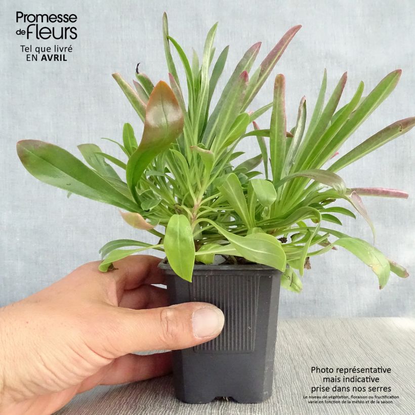 Spécimen de Penstemon barbatus Coccineus - Galane Godet de 8/9 cm tel que livré au printemps