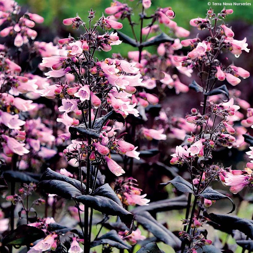 Penstemon digitalis Dakota Burgundy (Floraison)