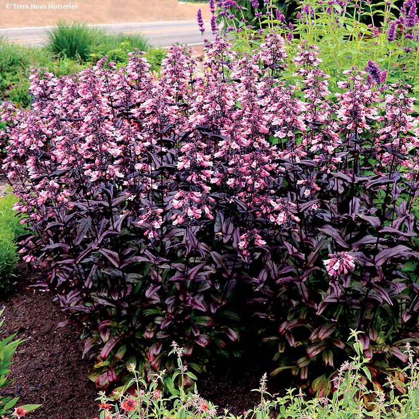 Penstemon digitalis Dakota Burgundy (Port)