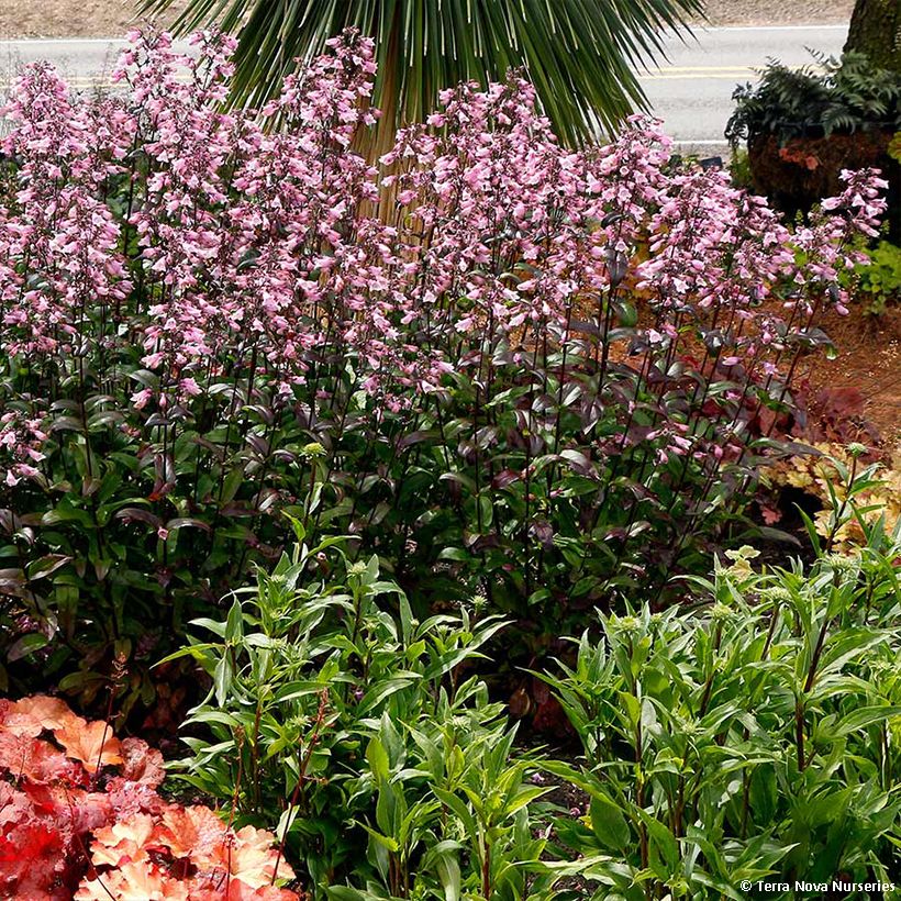 Penstemon digitalis Dakota Verde (Port)