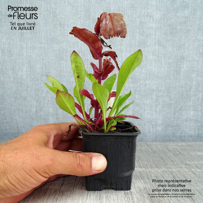 Spécimen de Penstemon digitalis Dakota Verde Godet de 8/9 cm tel que livré en été