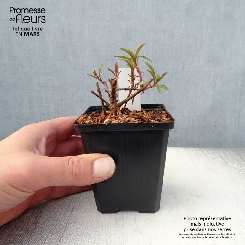 Spécimen de Penstemon glaber - Galane Godet de 8/9 cm tel que livré au printemps