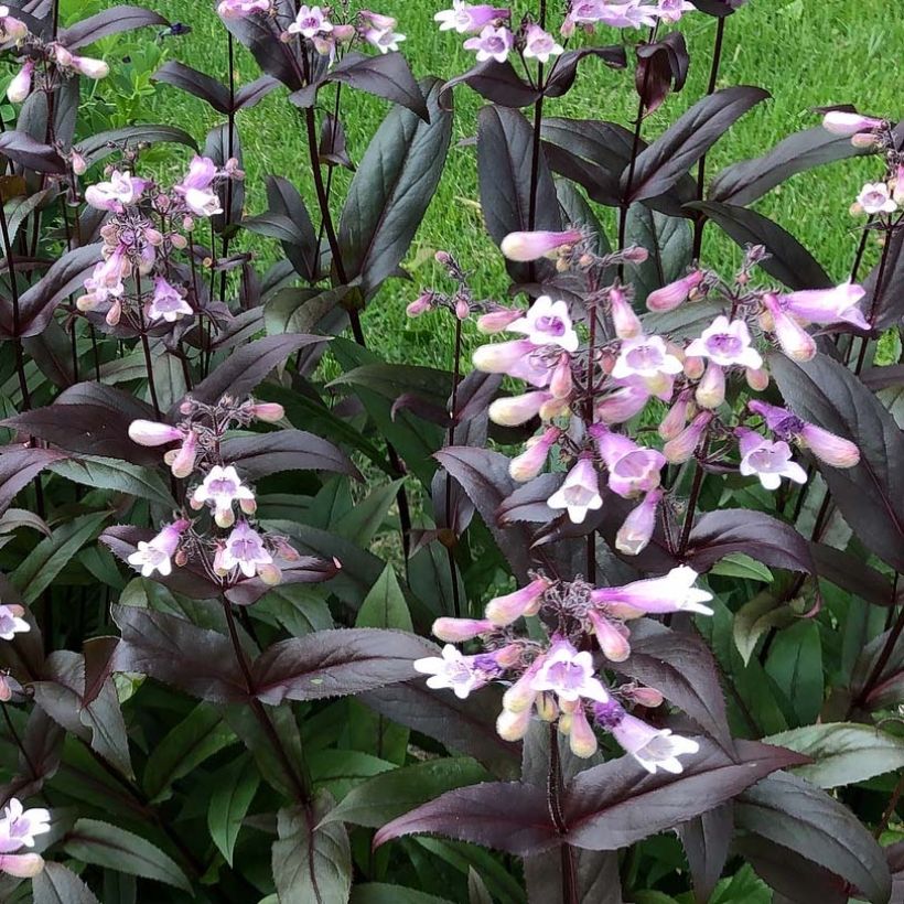 Penstemon digitalis Dark Towers - Galane (Floraison)