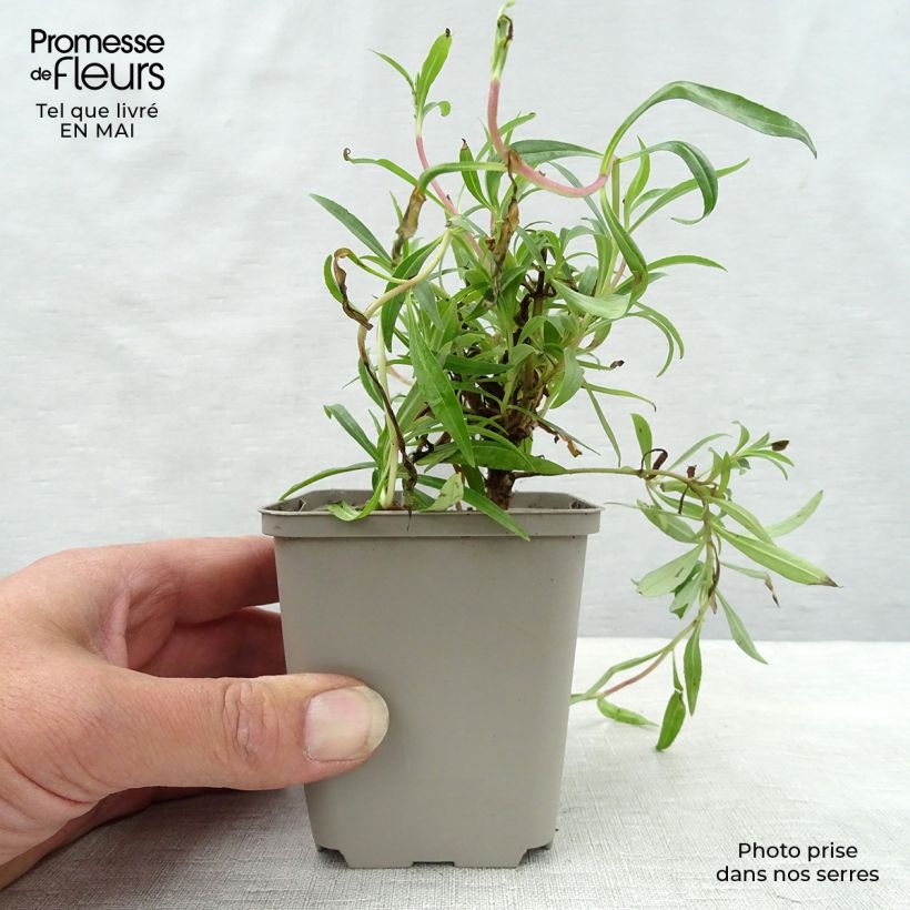 Spécimen de Penstemon hybride Garnet - Galane Godet de 8/9 cm tel que livré au printemps