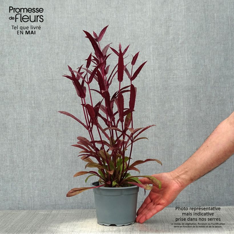 Spécimen de Penstemon hybride Husker Red - Galane Pot de 2L/3L tel que livré au printemps