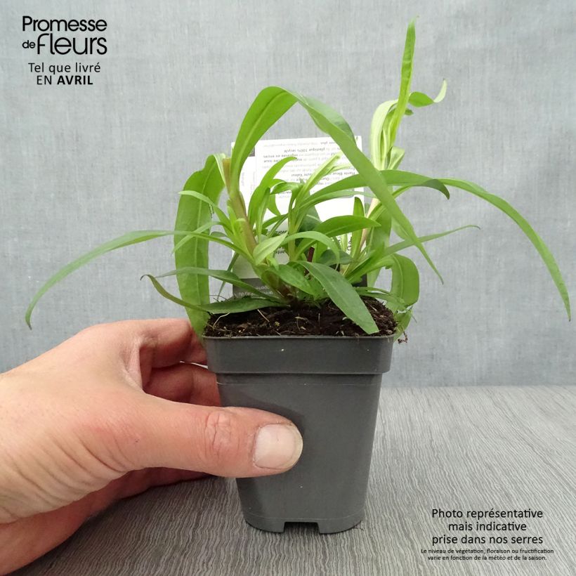 Spécimen de Penstemon hybride Midnight - Galane Godet de 8/9 cm tel que livré au printemps