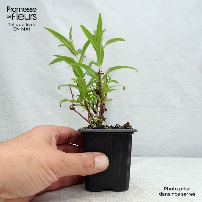 Spécimen de Penstemon hybride Rubicundus - Galane Godet de 8/9 cm tel que livré au printemps