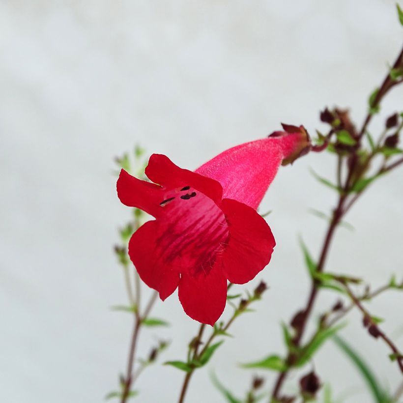 Penstemon hybride Schoenholzeri - Galane (Flowering)